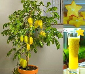 Carambola Plant