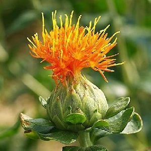 Safflower Plant