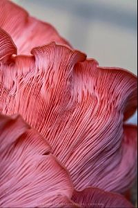 Pink oyster Mushrooms