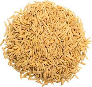 paddy rice