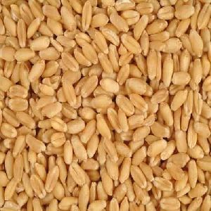 Grain Seed