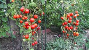 Kashi Amrit Tomato