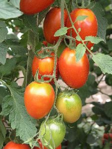 Kashi Vishesh Tomato