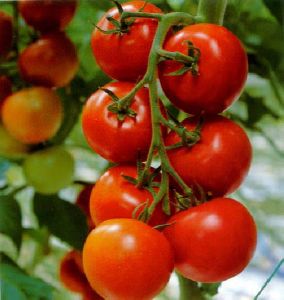 Pusa Sadabahar Tomato