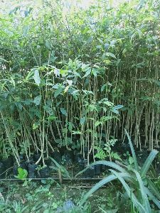 agarwood plants