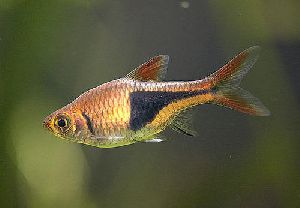 Harlequin Rasbora Fish