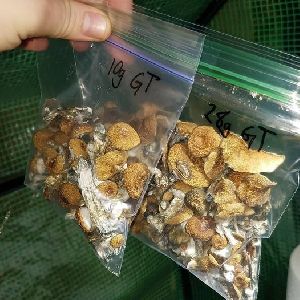 Mushrooms Drugs
