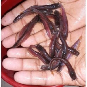 Singhi Fish Seeds