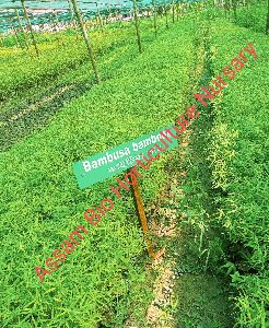 bambusa balcooa plant