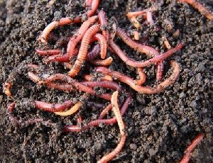 Red Live Earthworms