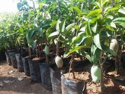Grafted Kesar mango plant