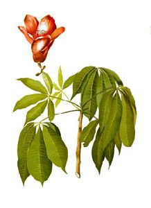 Simolu Plant