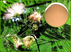 Mimosa Extract