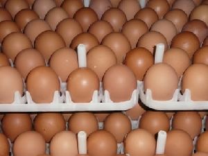 Broiler and desi eggs