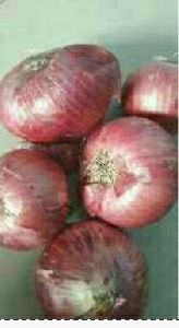 Other organic onion