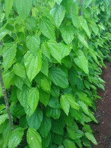 Betel Leaves