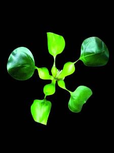 Niseko Green Artificial Flowers