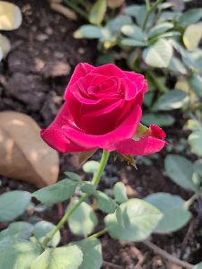 Red Bordeaux rose