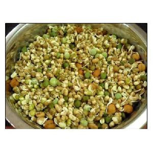 Freeze Dried Gram Sprouts