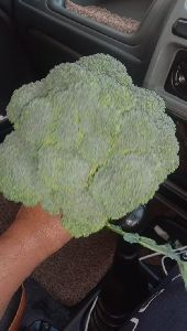 Hybrid Broccoli Seeds
