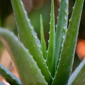 Aloe Vera Contract Farming