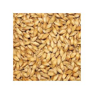 Organic Barley Seeds, Packaging Type : PP Bag