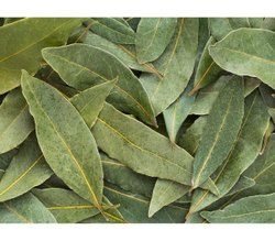 bay leaf