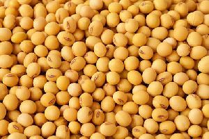 soya beans