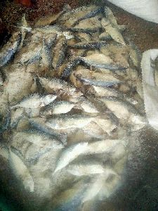 Dried Salted Mackerel Fish