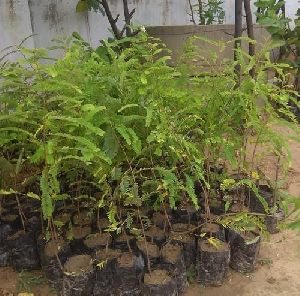 Amla Plants