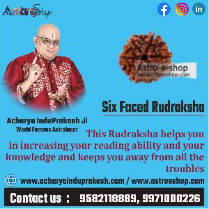 Six faced Rudraksha | Astroeshop