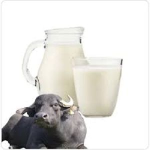 Buffalo Milk
