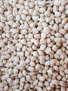 large size white chickpeas
