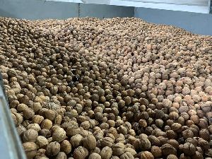 quality walnuts