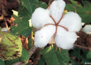 918 Hybrid Cotton Seeds