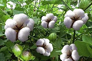 945 Hybrid Cotton Seeds