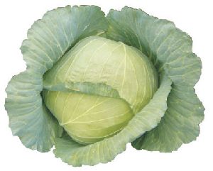 999 F1 HY Cabbage Seeds