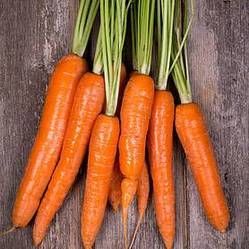 Rossa F1 HY Carrot Seeds