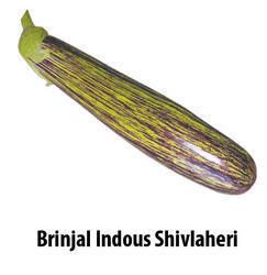 Shivlaheri Brinjal Seeds