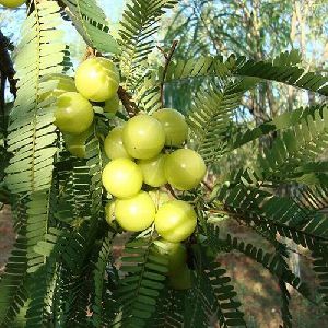 Amla Plant