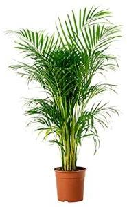 Areca Palm Plant