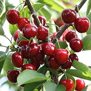 Cherry Plant