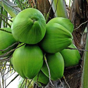 Coconut Local Plant