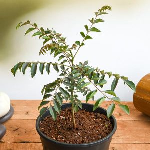 Curry Leaf Plant