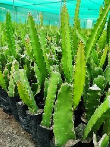 Dragon Fruit Plant