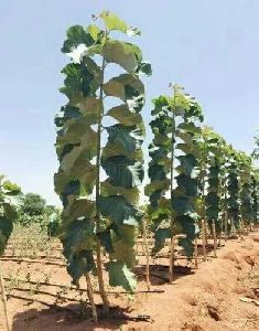 Indian Teak Stem Plant