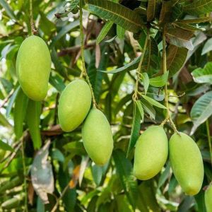 Kesar Mango Plant