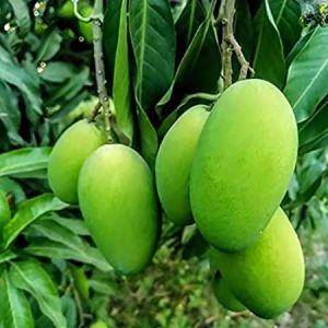 Langra Mango Plant