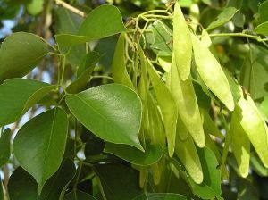 Rosewood Plant
