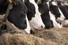 increase milk cow feed additive